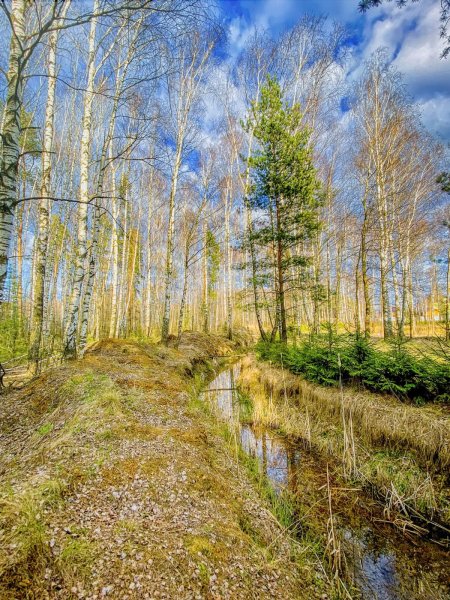 Багульник в березовой роще