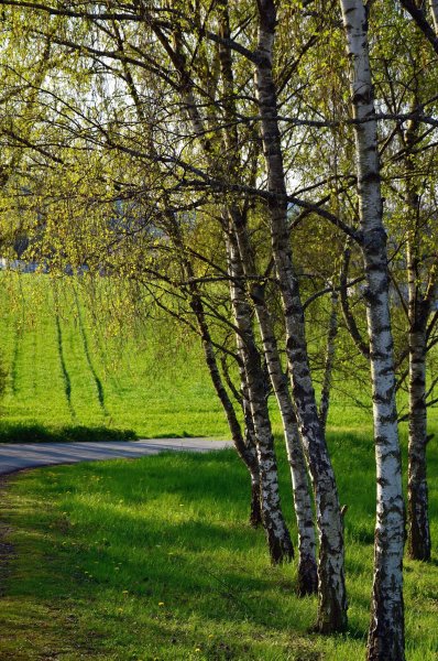 Первоцветы подснежники
