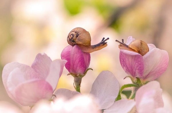 Весенняя нежность