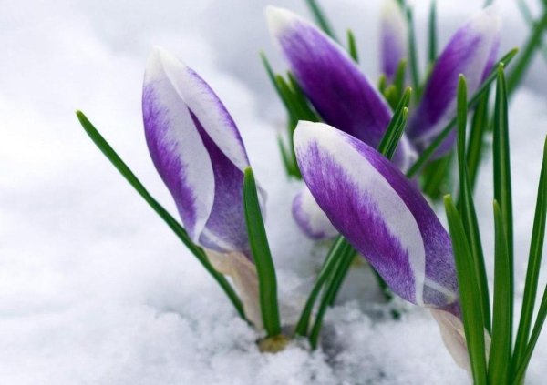 Байчечекей гулу орусча