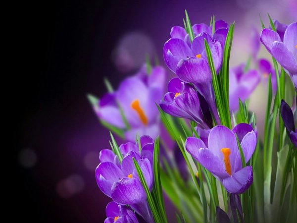 Крокус весенний