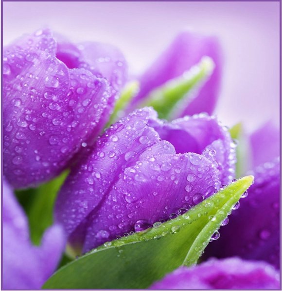 Подснежники фон