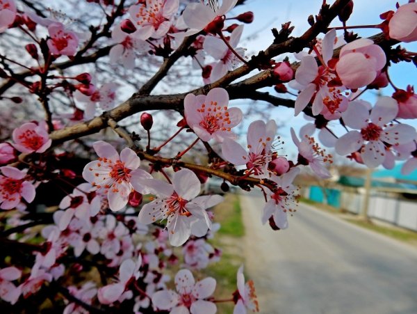 Весна в станице