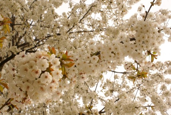 Цветущее дерево в Краснодаре