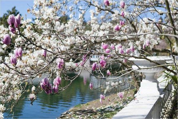 Весна Магнолия цветет в Краснодаре