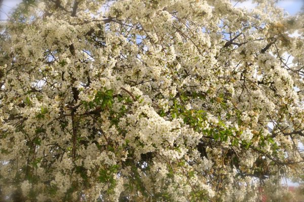 Весна в Краснодарском крае фото