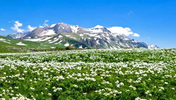 Альпийские Луга Лагонаки