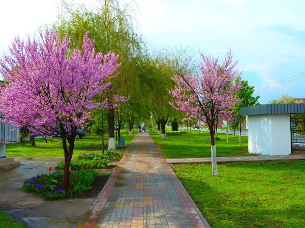 Природа Краснодарского края Тихорецк