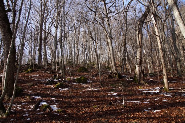 Гузерипль ранняя Весна