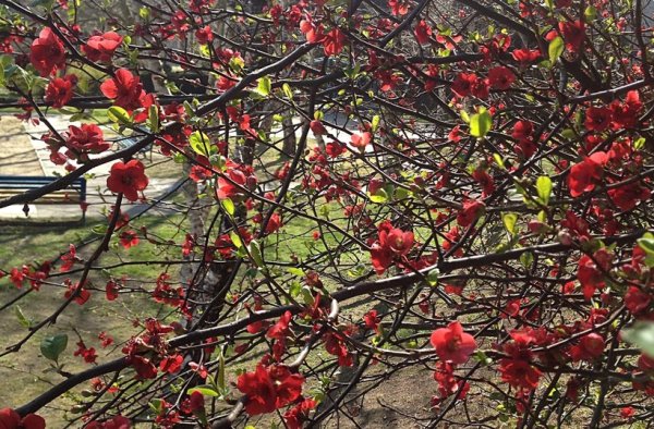 Весна в Краснодарском крае