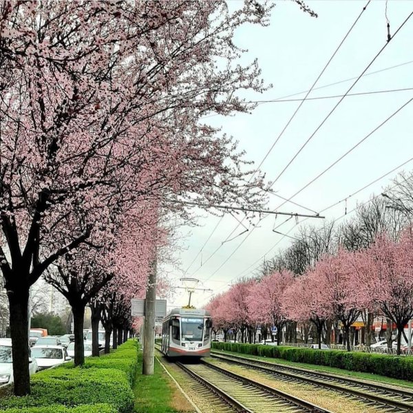 Краснодар весной