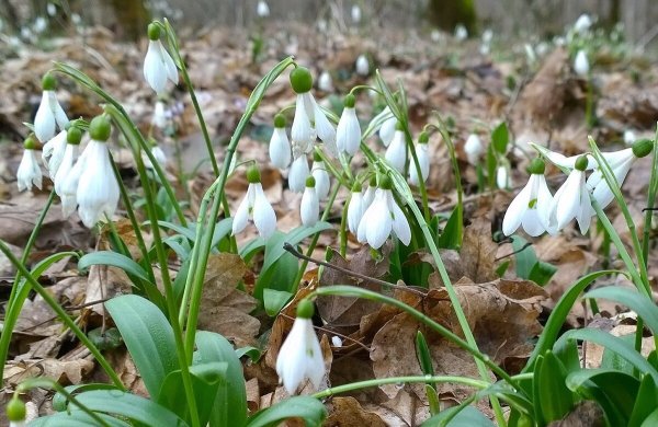 Подснежники в Краснодарском крае