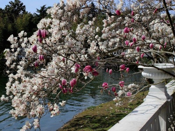 Дендрарий Сочи-цветет Магнолия