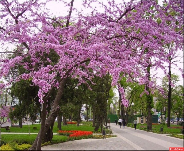 Церцис канадский аллея