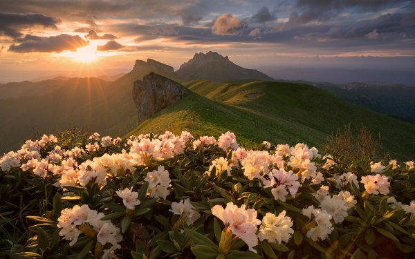 Рододендрон горный кавказский
