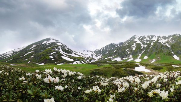 Рододендрон кавказский Лагонаки