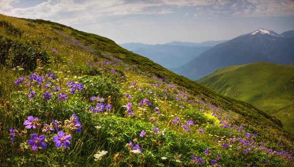 Субальпийские Луга Кавказа