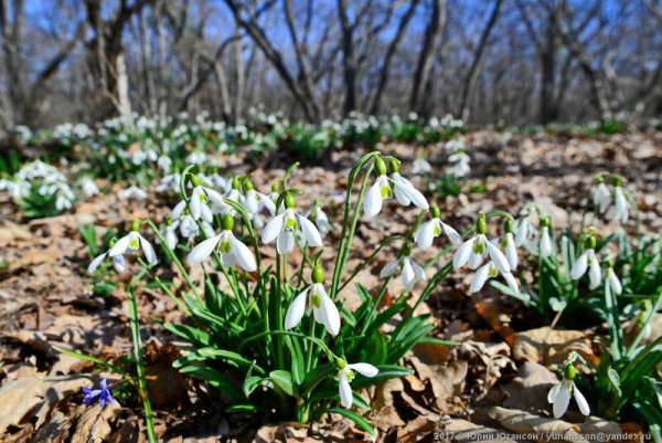 Раннецветущие растения Подснежник