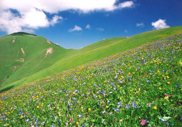 Субальпийские и Альпийские Луга Кавказа