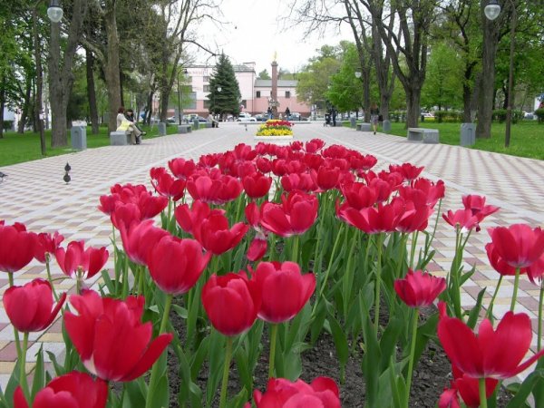 Краснодар Цветущий город в Краснодаре