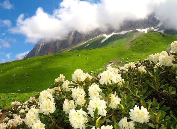 Плато Лаго-Наки Альпийские Луга