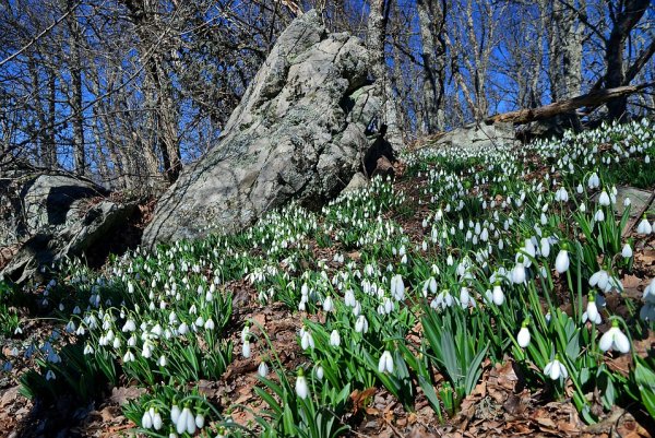Пролески крымские