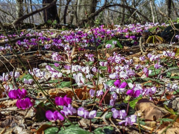 Цикламены в Тисо-Самшитовая роща