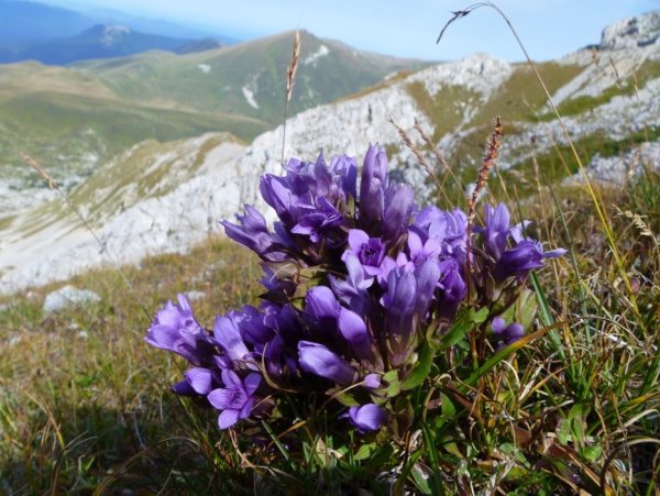 Эндемики Абхазии Флора