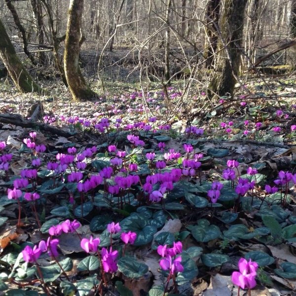 Цикламен дикий Лесной