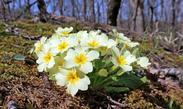 Примула Степная