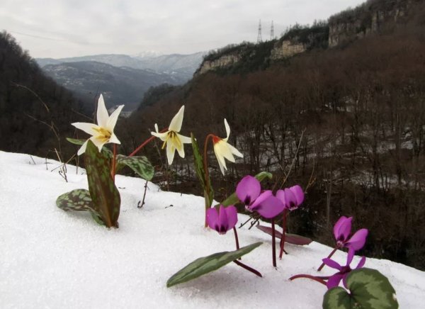 Подснежники Сочинский национальный парк