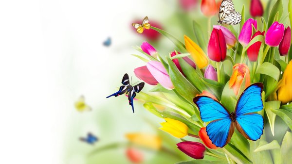 Пролески, подснежники, крокусы