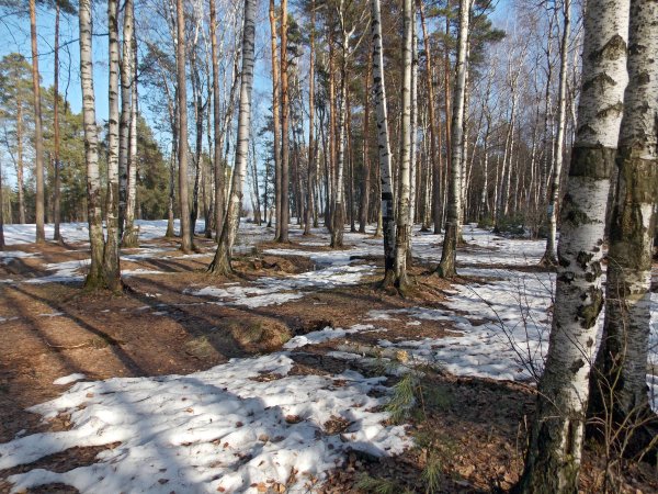 Проталины в лесу
