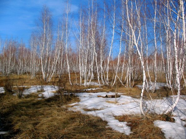 Весенняя опушка леса