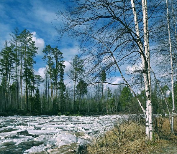 Пролески Поляна