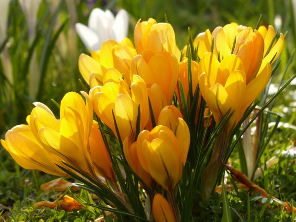 Красивые весенние цветы - 139 фото