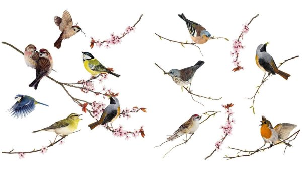 Весенние птицы на прозрачном фоне