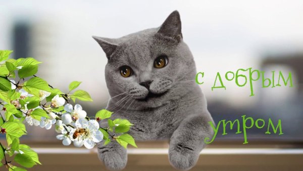 Доброе утро британский кот
