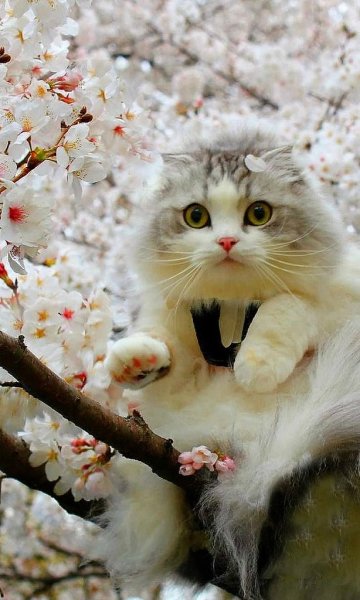 Котики весной