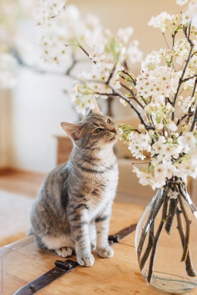 Весенние кошки