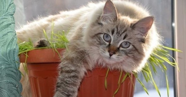 Коты в воскресенье утром