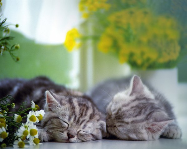 Котики и нежные цветы