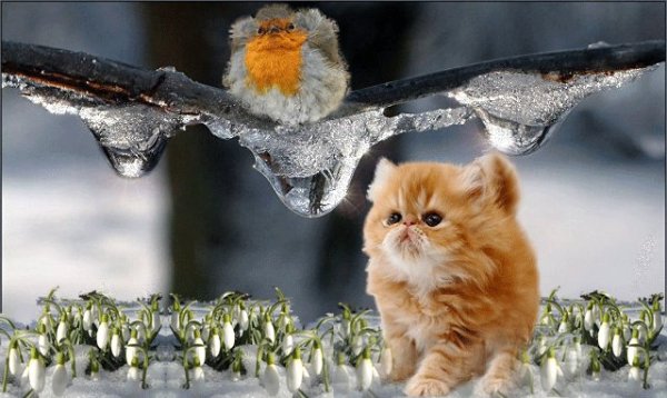 Весна капель кот