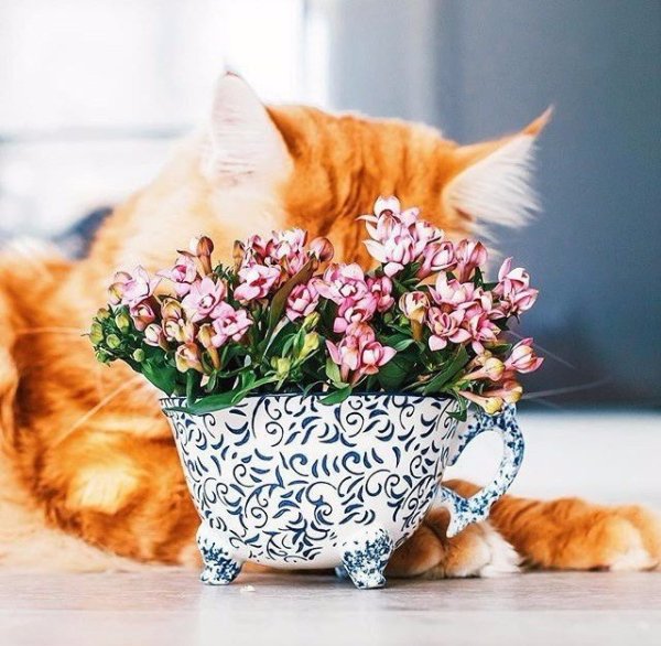 Весенние котики с добрым утром