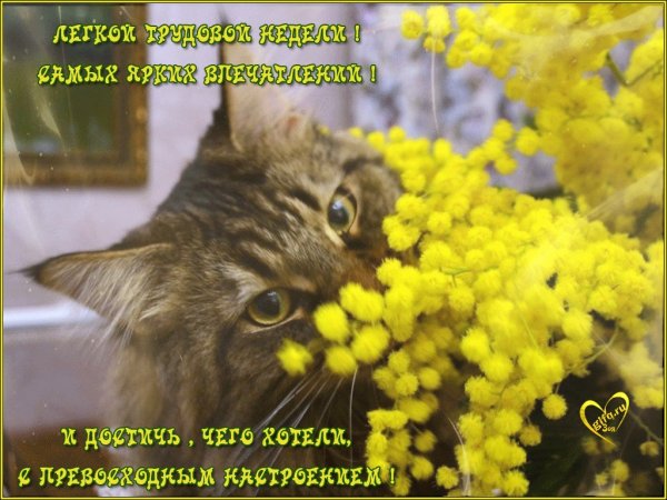 Доброе утро с мимозами с надписями