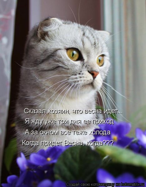 Кот Весна