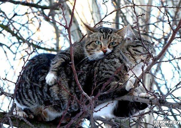 Весна пришла коты прилетели