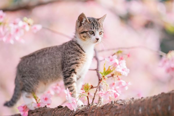 Кот на Сакуре