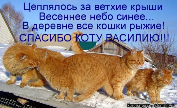 Про мартовских котов с юмором