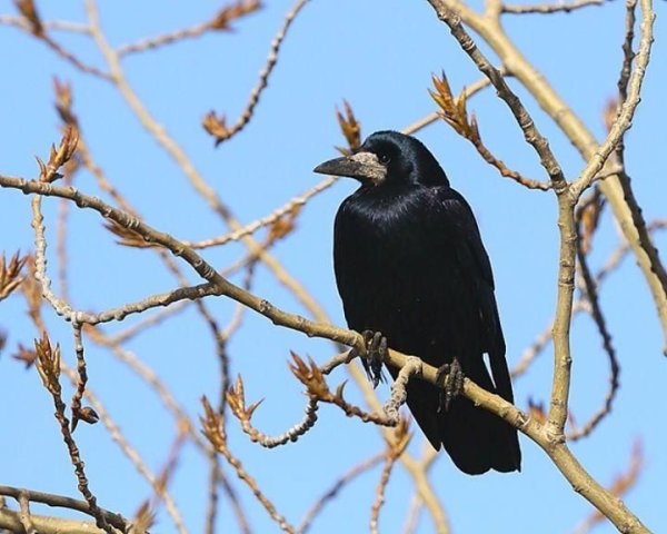 Грач Перелетная птица